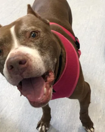 pit bull dog smiling