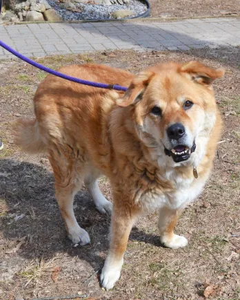 Blonde chow mix smiling with a purple leash