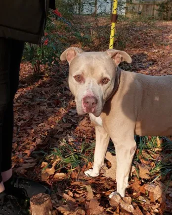 dog on walking trail with brown leaves