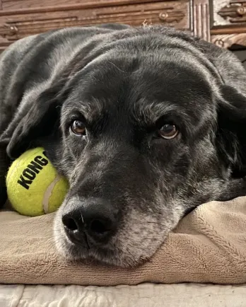 black lab with tennis ball