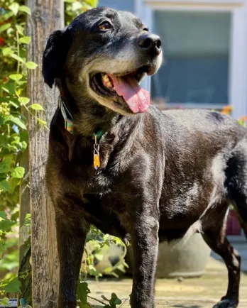 black lab standing in the sunshine