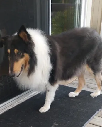 Fievel the Collie