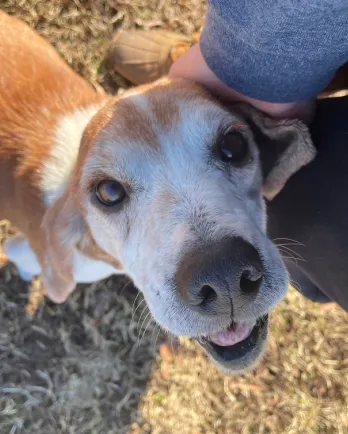 beagle mix smiling at the camera