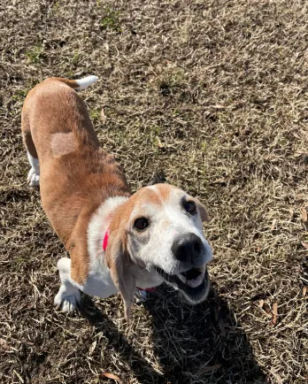 beagle mix smiling at the camera