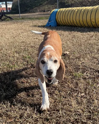 beagle mix playing outside