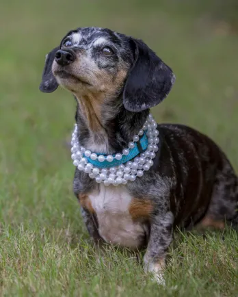 Dachshund with pearl necklace