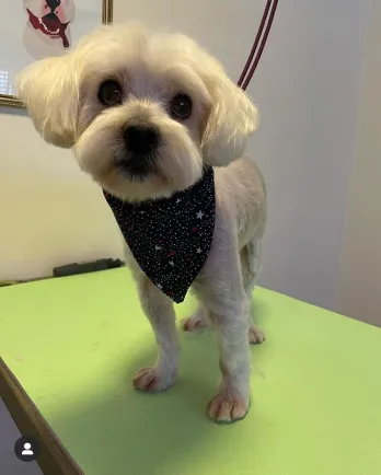 Friday with bandana
