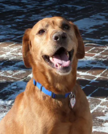 Close up of fox red Labrador Retriever Gabe