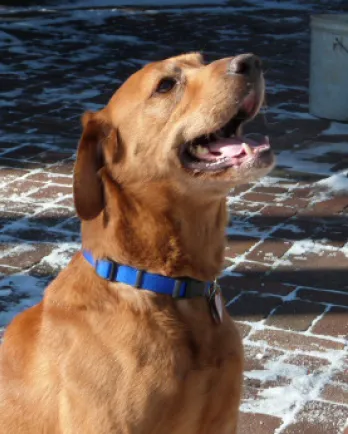 Profile view of fox red Labrador Retriever Gabe