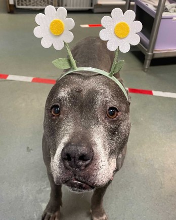 grey pitbull with flower headband