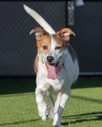 brown and white dog