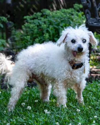 old white poodle standing in grass