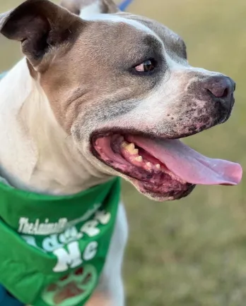 side profile of pit bull