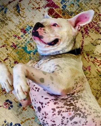 white boxer with spotted underbelly