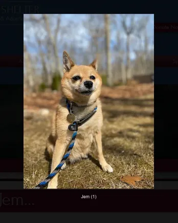 Chihuahua mix Jem