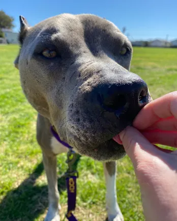 Juda getting a treat