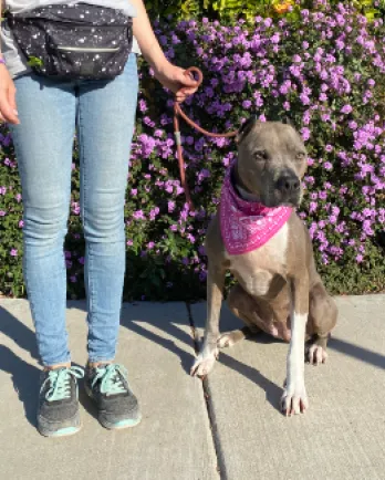 Juda in front of purple flowers