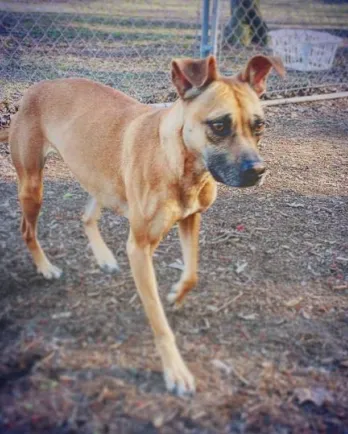 Tan boxer mix Kara