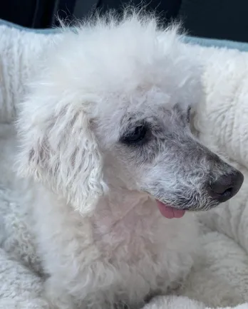white mini poodle