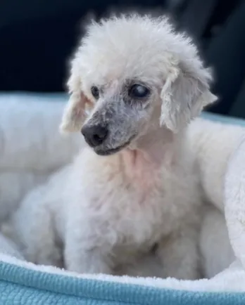 white mini poodle