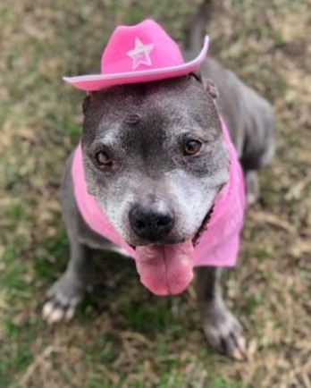 grey pitbull with pink cowboy hat