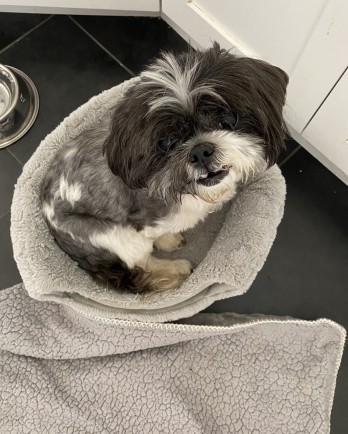 grey and white shih tzu in dog bed