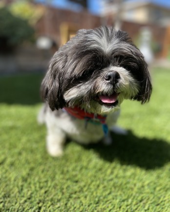 grey and white shih tzu standing outside
