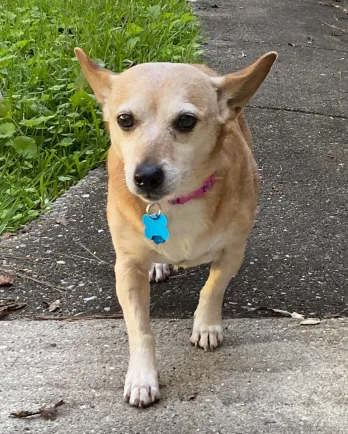 tan dog walking
