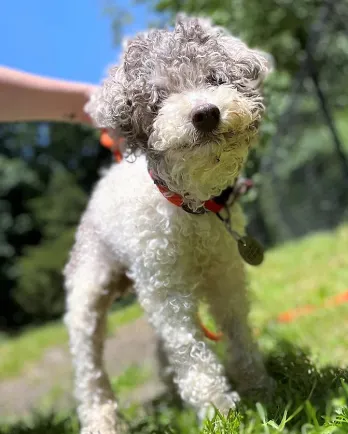 white poodle outside