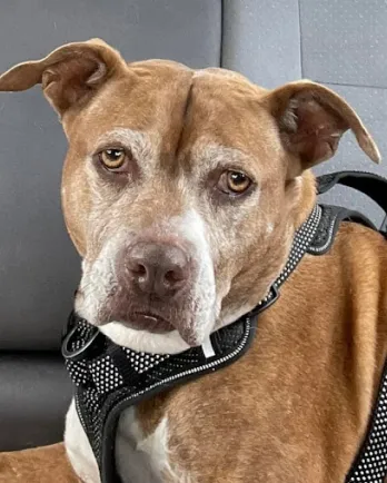 brown pit bull 