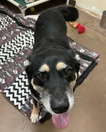 shepherd mix