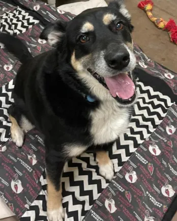 shepherd mix