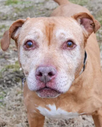 Light brown pit bull mix Miss Cleo