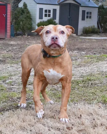 Light brown pit bull mix Miss Cleo playing outside