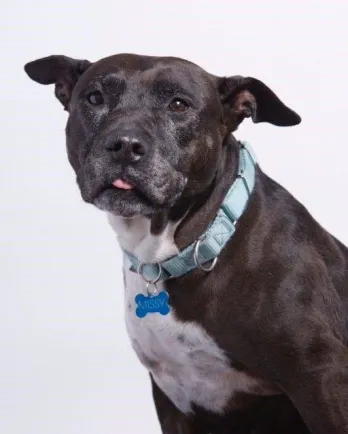 Missy, mixed breed black dog