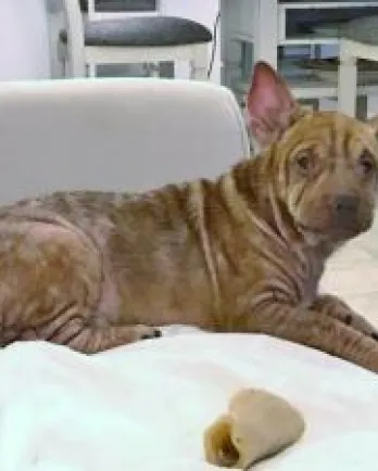 Shar Pei Pants Shar Pei Pants