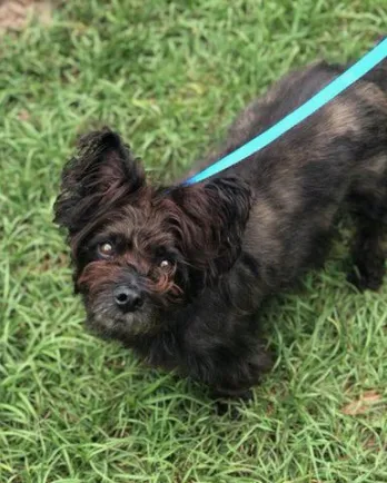 Little black terrier with a blue leash