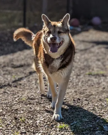 german shepherd mix