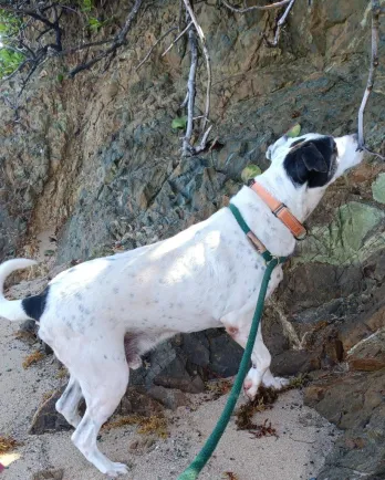 Dalmatian on the beach