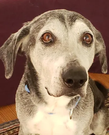black and white lab mix