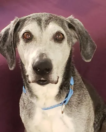 black and white lab mix