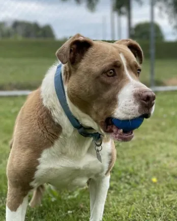 brown and white pit bull dog