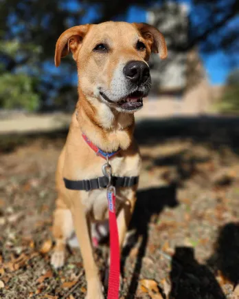 White dog named tara with new owner