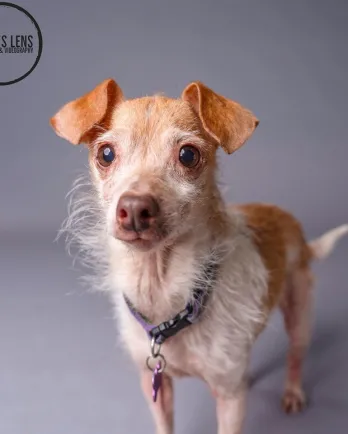 Redford the Chihuahua
