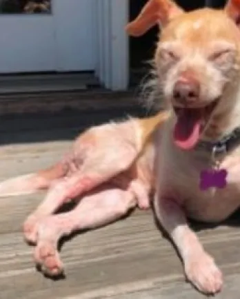 Redford the Chihuahua