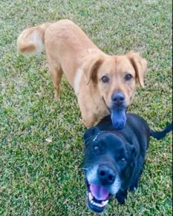 Rex and Renny with tongues out