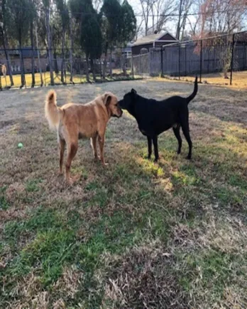 Rex and Renny nuzzling each other
