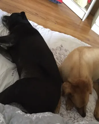 Rex and Renny sleeping on bed