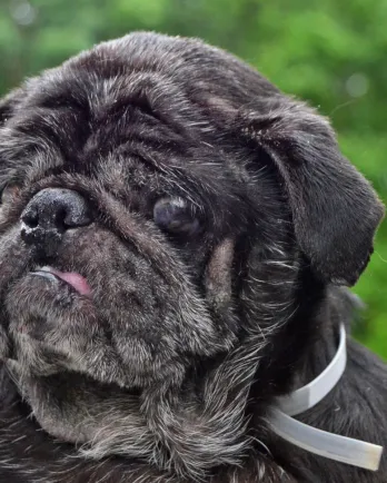 Black pug Samson