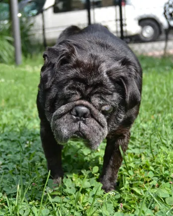 Black pug Samson